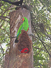 239 Wildlife Habitat Port Douglas